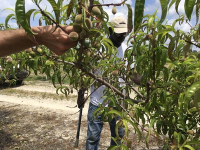 Man behind peach tree; hand holding branch with small unripe peaches.