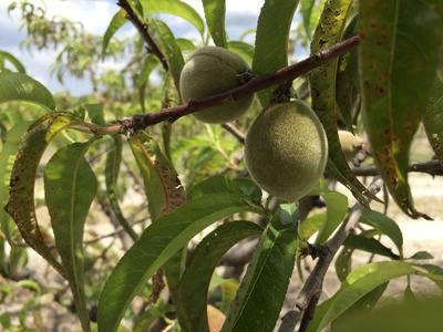 Unripe fuzzy peaches hanging from a leafy tree branch