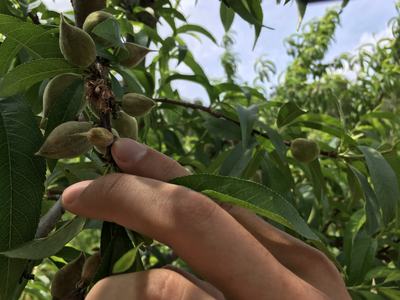 Hand holding small fuzzy unripe fruits on a leafy branch