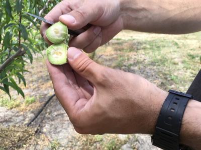 Hands holding a halved green fruit showing seeds while a knife cuts it