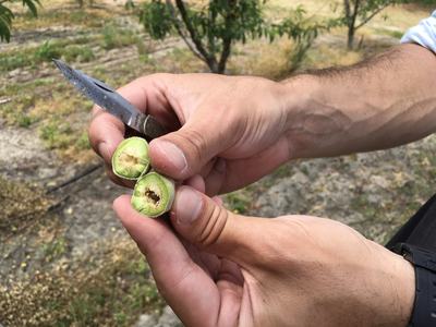 Hands holding a halved green nut/fruit and a small pocket knife