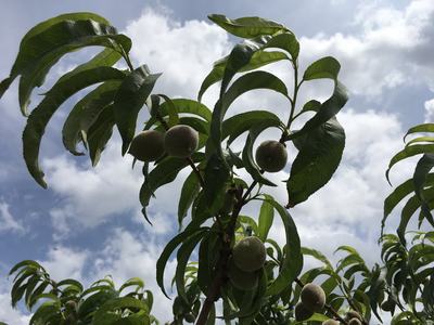 Unripe peaches on leafy branches against a cloudy sky