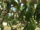 Unripe fuzzy peaches hanging on leafy tree branches