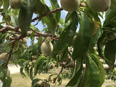 Unripe fuzzy peaches hanging on leafy tree branches