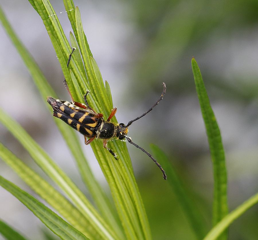 Zebra longhorn beetle on bluestar