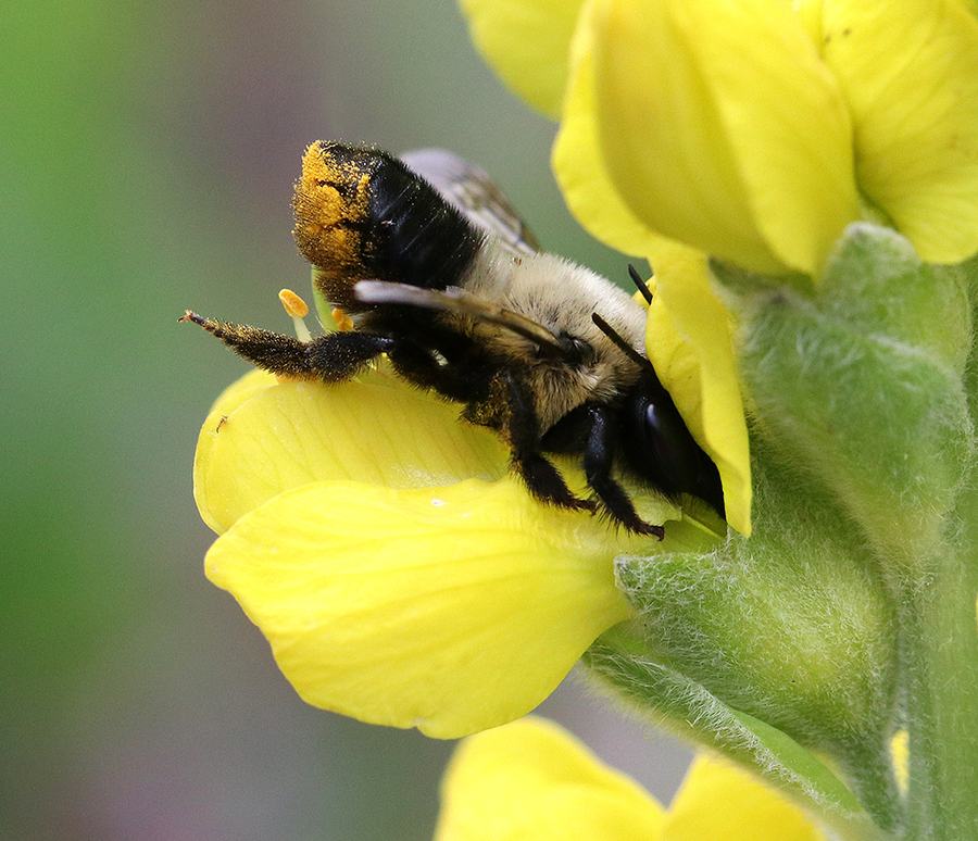 Leafcutter bee on Carolina lupine