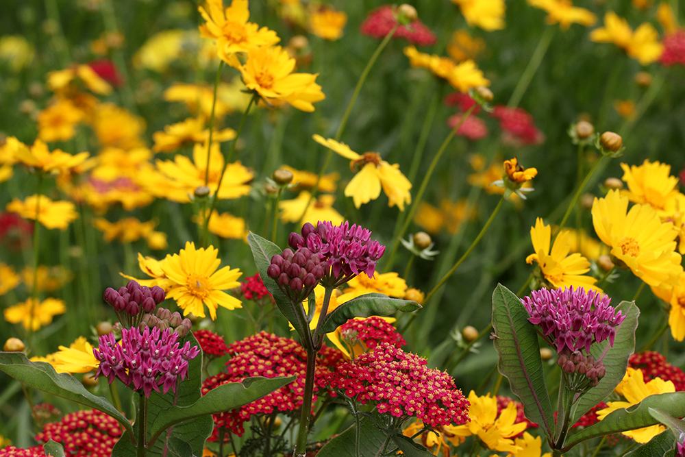 Lanceleaf coreopsis, yarrow, and purple milkweed