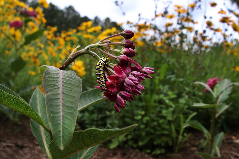 Monarch caterpillar on purple milkweed
