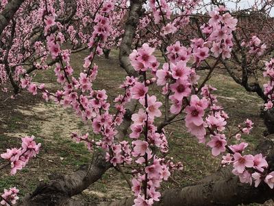 Peach orchard branches covered in pink blossoms