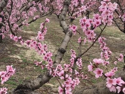 Orchard of trees with pink blossoms on twisted, gnarled branches