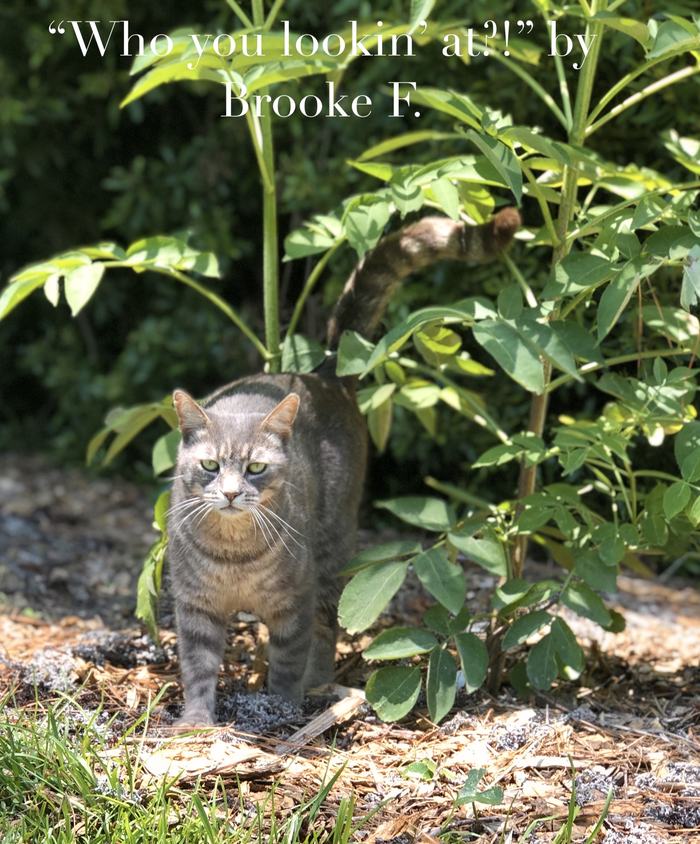 2020 1st place Intermediate Division: Pets in Action "Who you Lookin' at?!" taken by Brooke F.