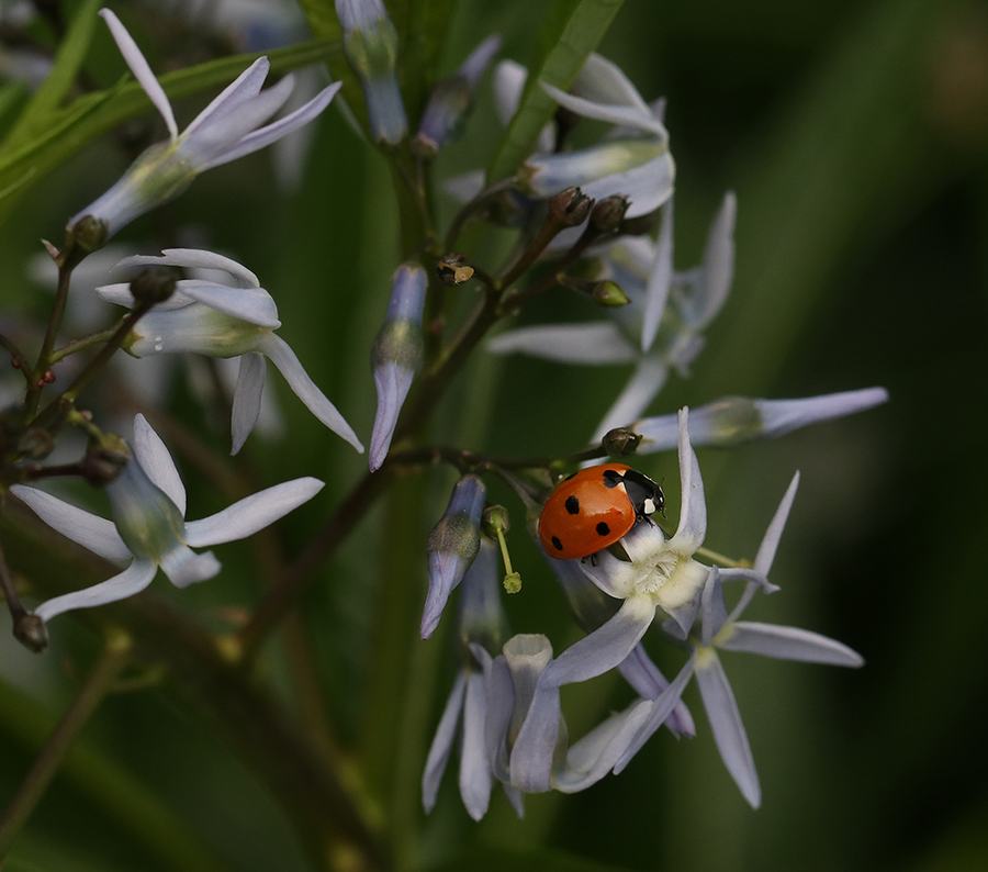 Lady beetle on bluestar