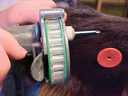 inserting implant in calf ear
