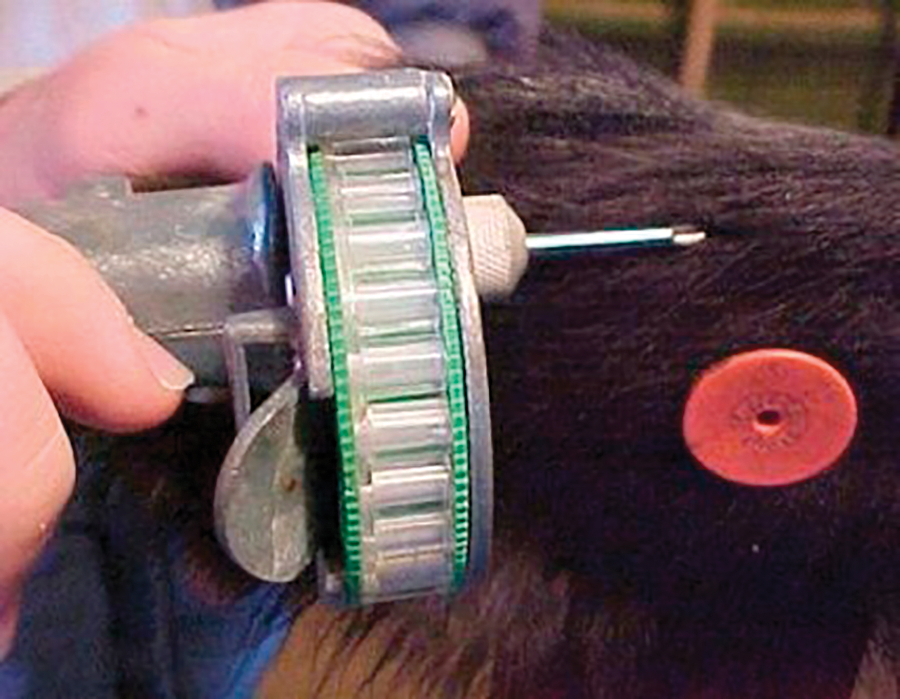 inserting implant in calf ear