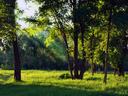 SunLight Shining Through Trees in a Field