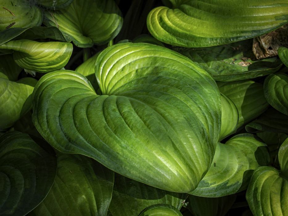A detail shot of a leafy green plant in the court of North Carolina. photo by Marc Hall