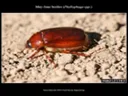 May–June beetle (Phyllophaga sp.) on sandy ground