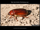 May–June beetle (Phyllophaga sp.) on sandy ground