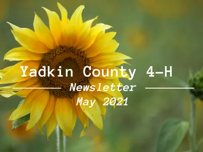 Yellow sunflower with overlaid text: "Yadkin County 4-H Newsletter May 2021"