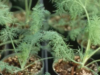 Seedlings