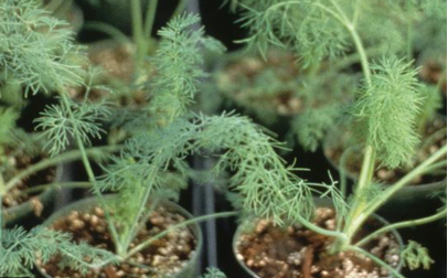 Seedlings