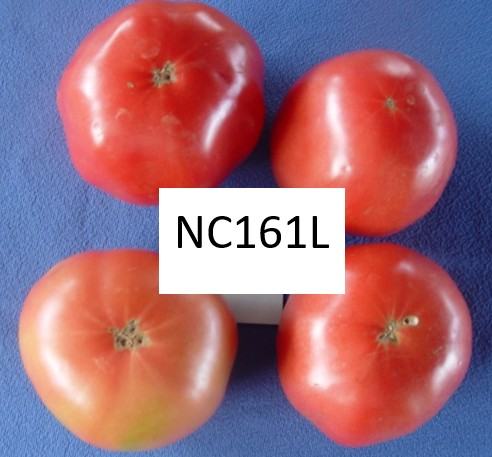 NC 161 L tomatoes
