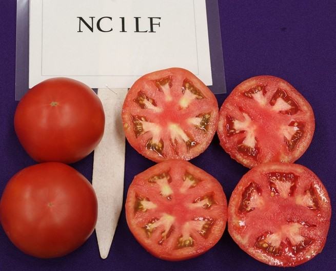 NC 1 LF tomato