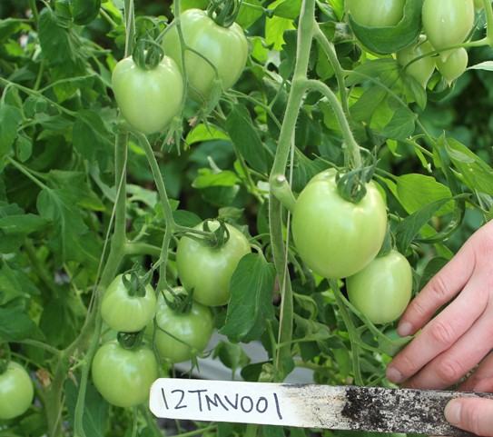 NC 1 Plum tomato