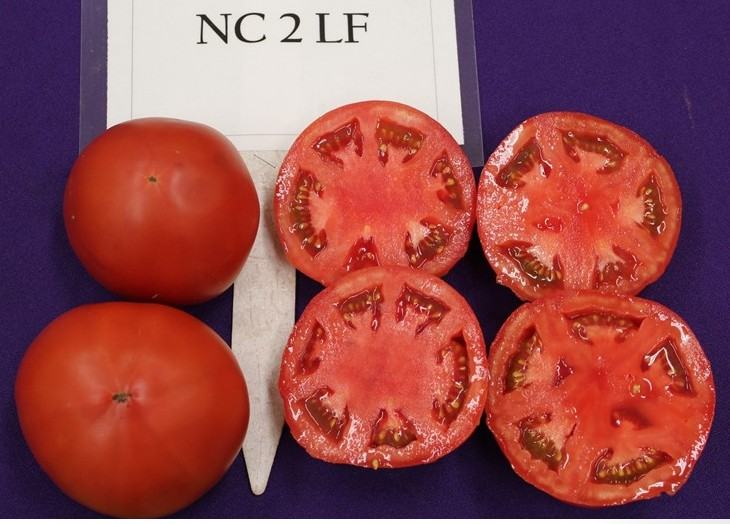 NC 2 LF tomato