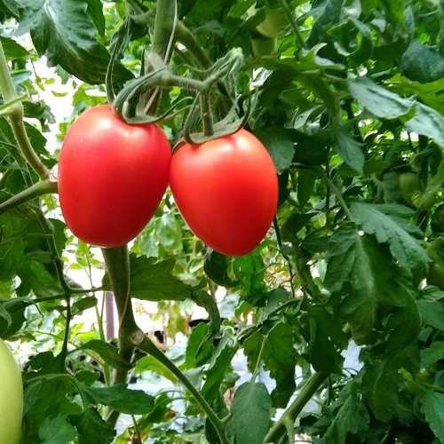 NC 2 Plum tomato