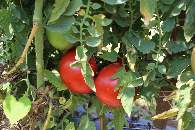 NC 3 LF tomato