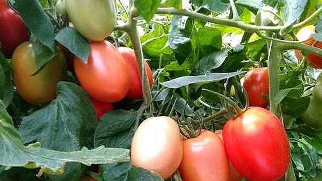 NC 3 Plum tomato