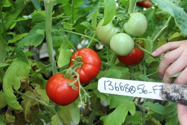 NC 4 LF tomato
