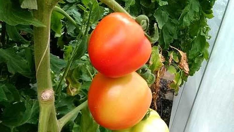 NC 4 Plum tomato