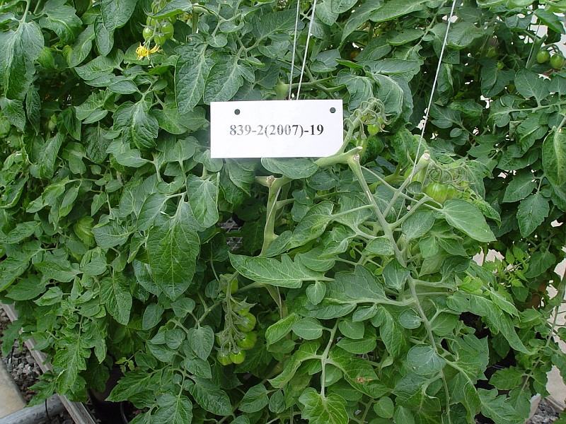 NC 5 Grape tomato