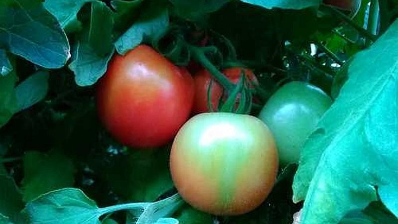 NC 5 Plum tomato