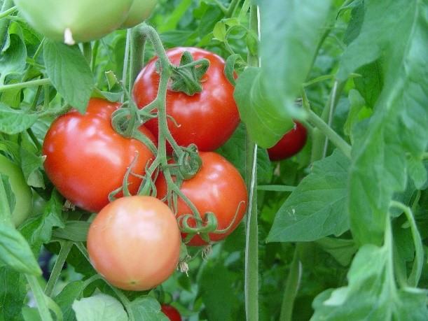 NC706 tomato