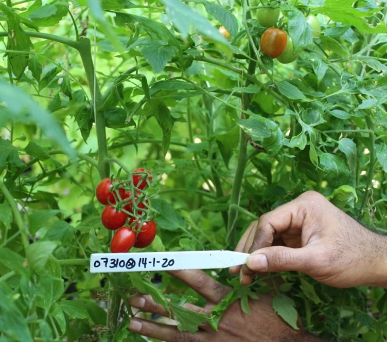 NC 7 Grape tomato