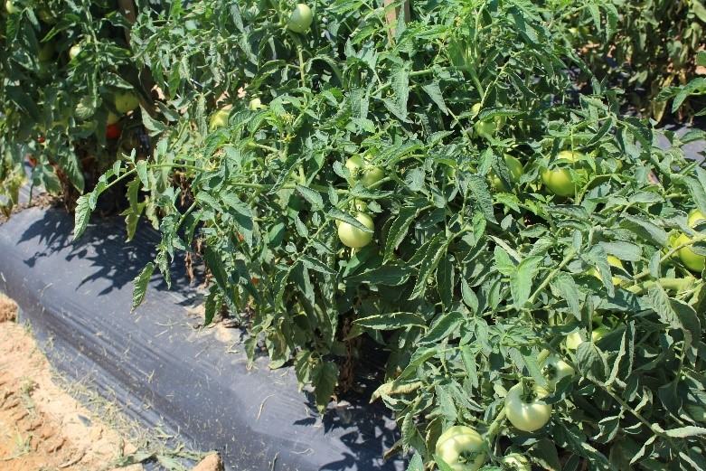 NC 7 LF tomato