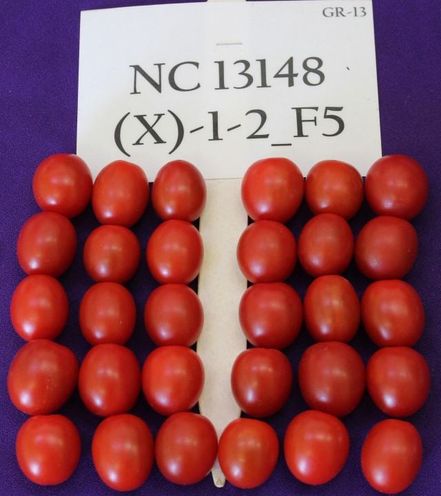 NC9 Grape Tomato