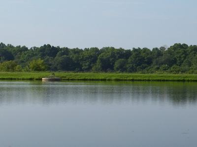 Pond Management
