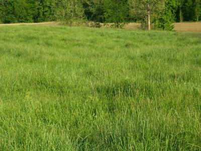 Pasture and Hay Land