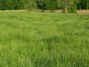 Pasture and Hay Land