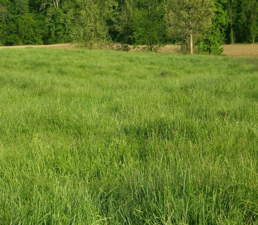 Pasture and Hay Land
