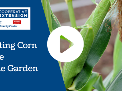 Planting Corn in the Home Garden