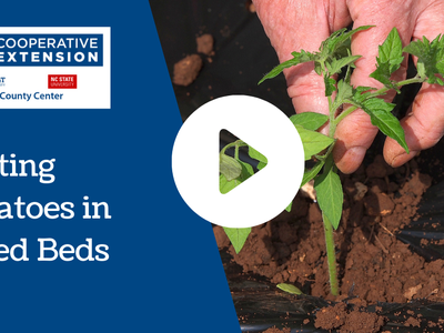 Planting Tomatoes in Raised Beds