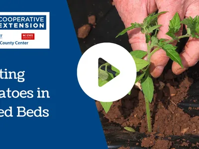 Planting Tomatoes in Raised Beds