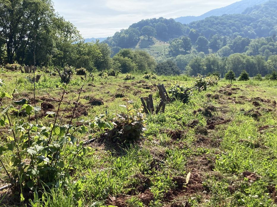 Harrowed soil in a truffle orchard