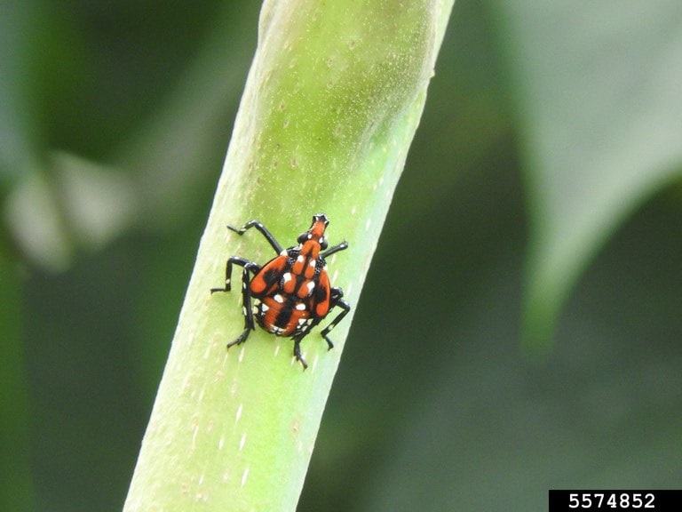 Spotted Lanternfly on leaf