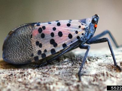 Spotted lanternfly on bark with pinkish spotted wings; label "5522641"